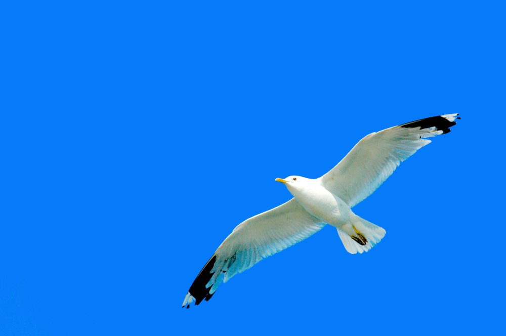 TwooDoo - Möwe im Gleitflug