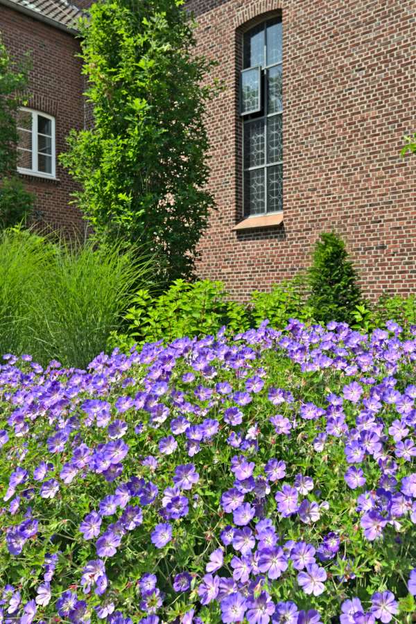 Lila Blütenmeer vor Grabeskirche Mennrath